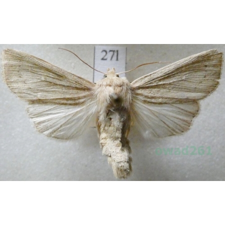 Mythimna impura (Hübner, 1808) Mokradlica bezwstydniczka Czech27l